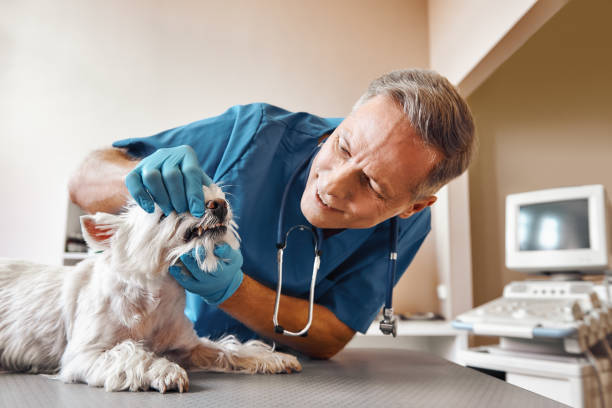 Best Emergency Broken Tooth Repair in Green River, WY